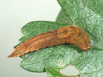  Chenille de Cilix hispanica Perez de G - Samuel Ducept