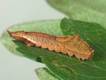  Chenille de Cilix hispanica Perez de G - ©Samuel Ducept