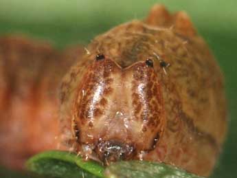  Chenille de Cilix hispanica Perez de G - ©Samuel Ducept