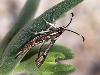 Pyropteron hispanicum Kallies adulte - ©Daniel Morel