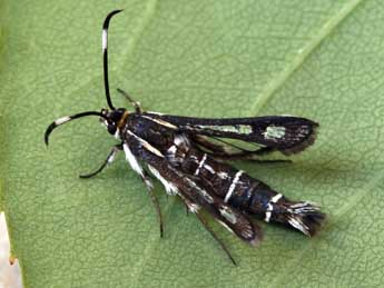 Pyropteron hispanicum Kallies adulte - Daniel Morel