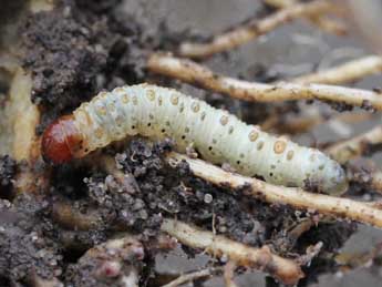  Chenille de Hepialus humuli L. - ©Patrice Chatard