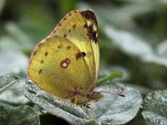 Colias hyale L. adulte - ©Daniel Morel