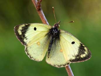 Colias hyale L. adulte - ©Daniel Morel