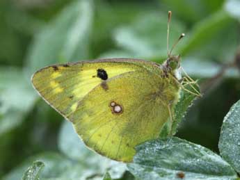 Colias hyale L. adulte - ©Daniel Morel