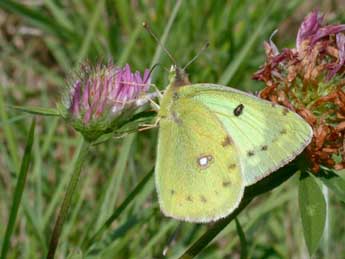 Colias hyale L. adulte - ©Philippe Mothiron