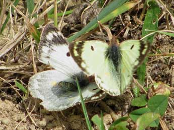 Colias hyale L. adulte - ©Timothy Cowles