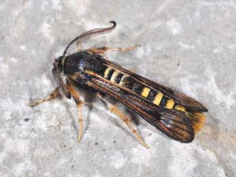 Pennisetia hylaeiformis Lasp. adulte - Philippe Mothiron