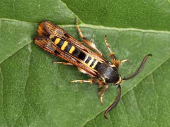 Pennisetia hylaeiformis Lasp. adulte - Daniel Morel