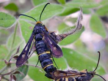 Bembecia uroceriformis Tr. adulte - Patrick Subit