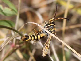 Bembecia iberica Spatenka adulte - ©Denis Vandromme