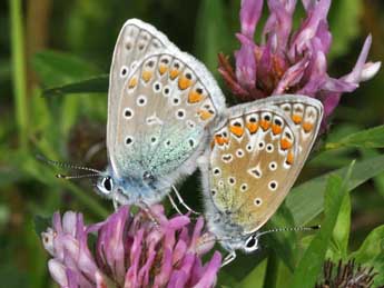 Polyommatus icarus Rott. adulte - Philippe Mothiron