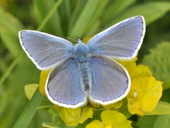 Polyommatus icarus Rott. adulte - Philippe Mothiron