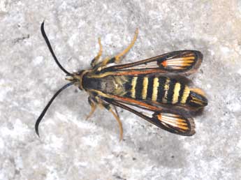 Bembecia ichneumoniformis D. & S. adulte - Philippe Mothiron