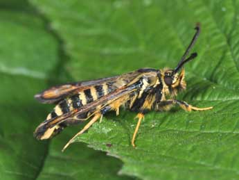 Bembecia ichneumoniformis D. & S. adulte - Philippe Mothiron