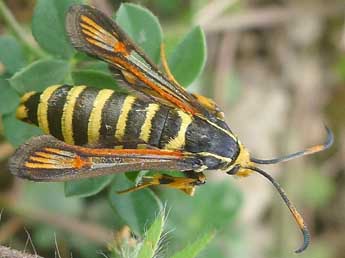 Bembecia ichneumoniformis D. & S. adulte - Philippe Dauge