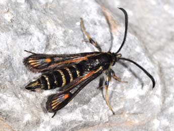 Bembecia ichneumoniformis D. & S. adulte - Philippe Mothiron