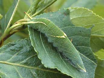  Chenille de Apatura ilia D. & S. - Wolfgang Wagner, www.pyrgus.de