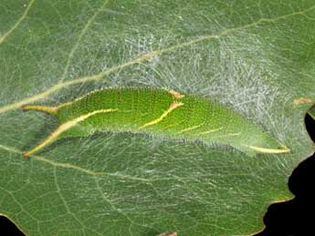  Chenille de Apatura ilia D. & S. - Wolfgang Wagner, www.pyrgus.de