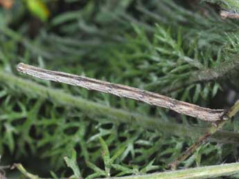  Chenille de Scopula incanata L. - ©Philippe Mothiron