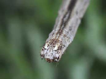  Chenille de Scopula incanata L. - ©Philippe Mothiron