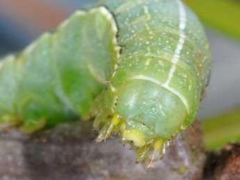  Chenille de Orthosia incerta Hfn. - Philippe Mothiron