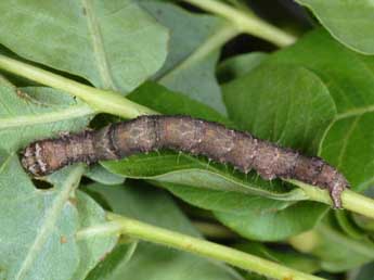  Chenille de Zethes insularis Rbr - ©Wolfgang Wagner, www.pyrgus.de