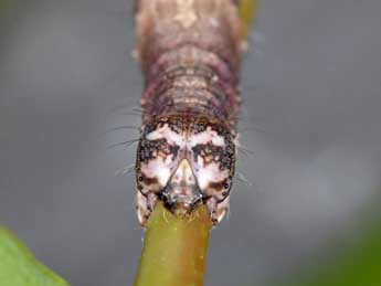  Chenille de Zethes insularis Rbr - ©Wolfgang Wagner, www.pyrgus.de