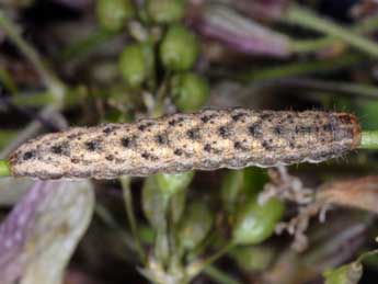  Chenille de Hadena irregularis Hfn. - ©Wolfgang Wagner, www.pyrgus.de