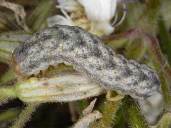  Chenille de Hadena irregularis Hfn. - Wolfgang Wagner, www.pyrgus.de