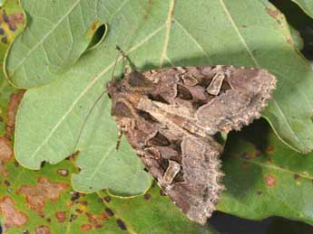 Trigonophora jodea H.-S. adulte - Philippe Mothiron