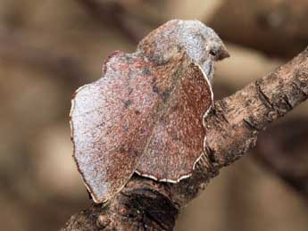 Phyllodesma kermesifolia Lajonq. adulte - Daniel Morel