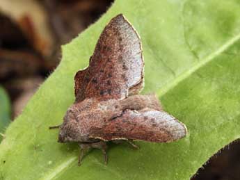 Phyllodesma kermesifolia Lajonq. adulte - ©Daniel Morel