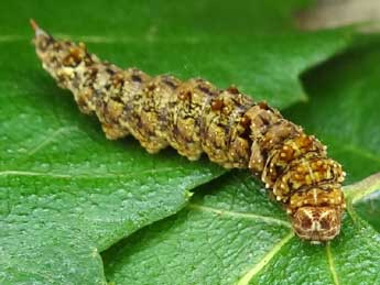  Chenille de Falcaria lacertinaria L. - ©Jean-Pierre Arnaud