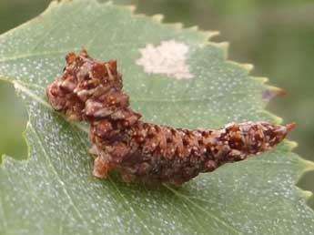  Chenille de Falcaria lacertinaria L. - Jean-Pierre Arnaud