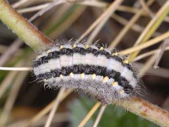  Chenille de Zygaena lavandulae Esp. - ©Wolfgang Wagner, www.pyrgus.de