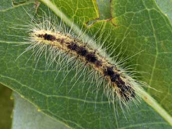  Chenille de Acronicta leporina L. - Daniel Morel