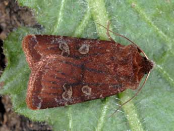 Cerastis leucographa D. & S. adulte - ©Alexis Borges