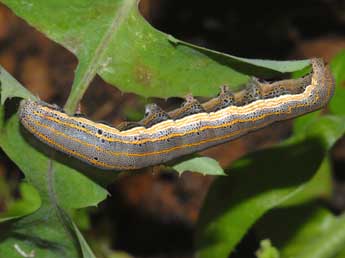  Chenille de Aedia leucomelas L. - ©Philippe Geniez