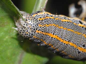  Chenille de Aedia leucomelas L. - ©Philippe Geniez