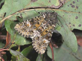 Polymixis lichenea Hb. adulte - Philippe Mothiron