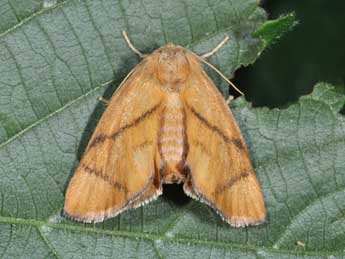 Apoda limacodes Hfn. adulte - Philippe Mothiron