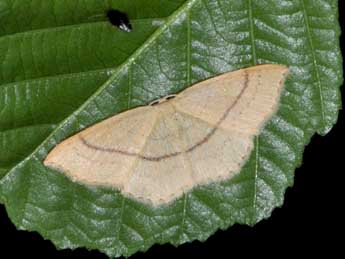 Cyclophora linearia Hb. adulte - ©Philippe Mothiron