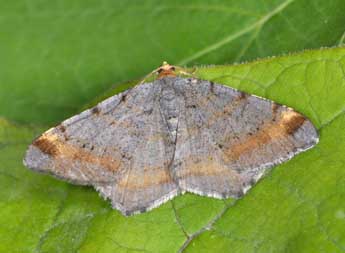 Macaria liturata Cl. adulte - Philippe Mothiron