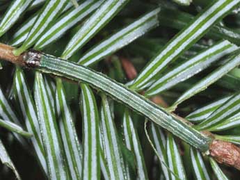  Chenille de Macaria liturata Cl. - ©Philippe Mothiron