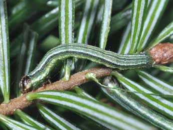  Chenille de Macaria liturata Cl. - ©Philippe Mothiron