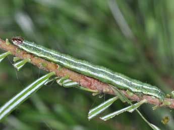  Chenille de Macaria liturata Cl. - Philippe Mothiron