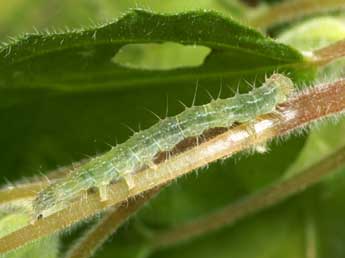  Chenille de Hypena lividalis Hb. - ©Pierre Gros