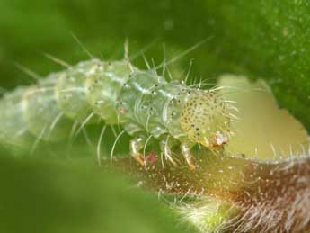  Chenille de Hypena lividalis Hb. - ©Pierre Gros