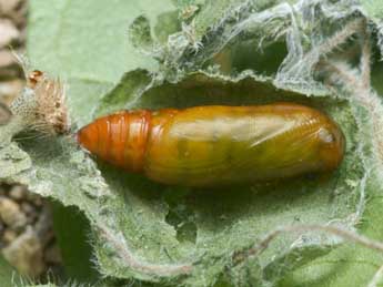  Chrysalide de Hypena lividalis Hb. - ©Pierre Gros